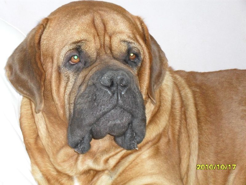 Curtis t de l'Argonaute des Lauves | Dogue de Bordeaux 