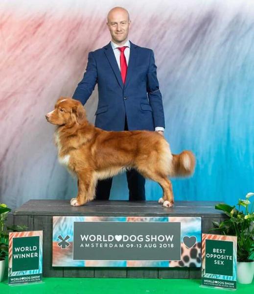 JavaHill's Rider In The Sky | Nova Scotia Duck Tolling Retriever 