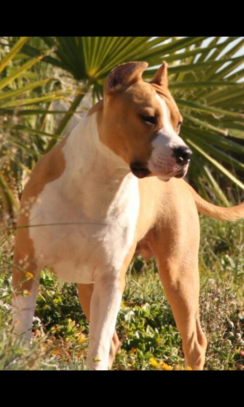 Pauabadkennelhalf-moon | American Staffordshire Terrier 