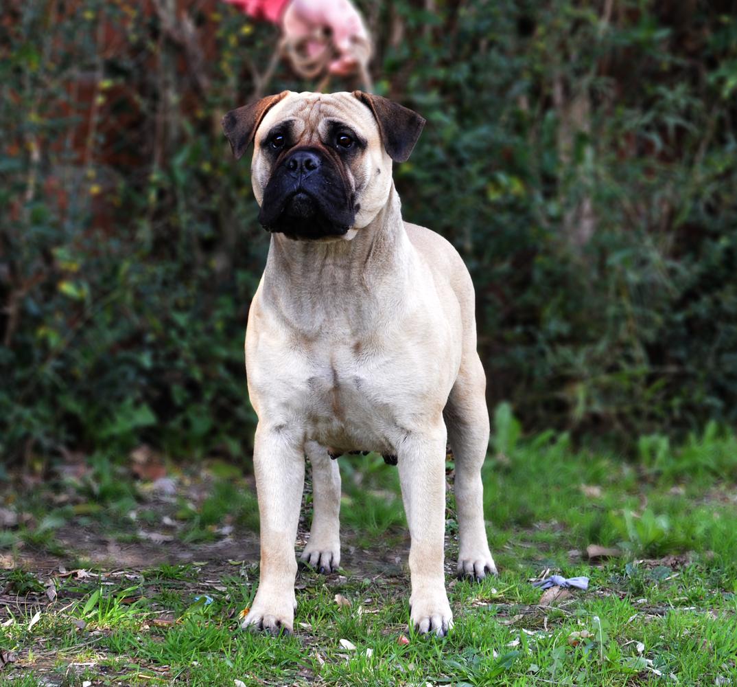 Du Grand Dieux Karlova | Bullmastiff 