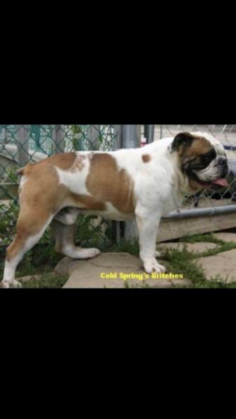 Cold Springs SS Britches | Olde English Bulldogge 