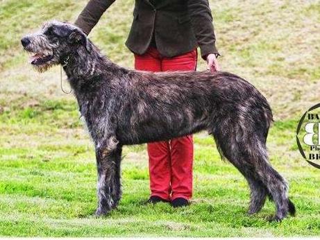 Latino Roan Inish | Irish Wolfhound 