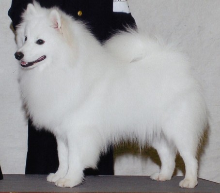 Island's Eruption of Smkey Mtn | American Eskimo Dog 