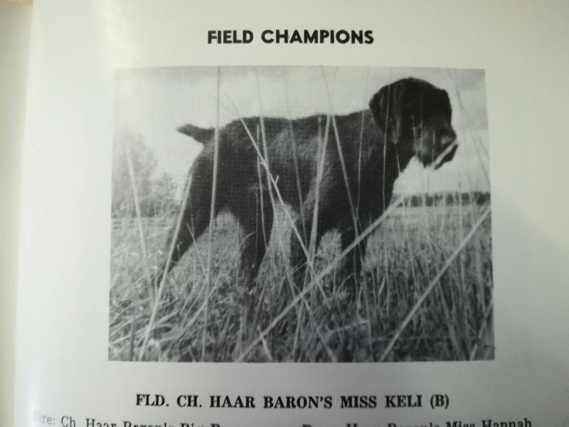 HAAR BARON'S MISS KELI  (B) | German Wirehaired Pointer 