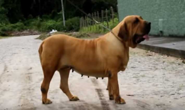 Raeder's Vitoria | Fila Brasileiro 