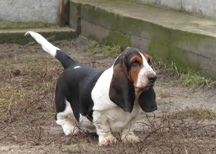 Urbana Night Pride BREENBRASS | Basset Hound 