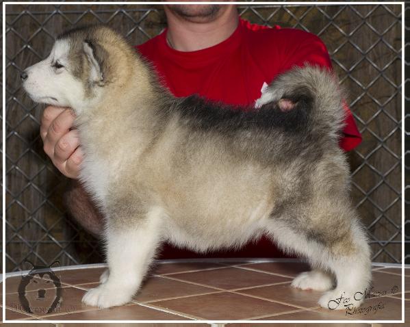 D'Carmocan White Hope | Alaskan Malamute 