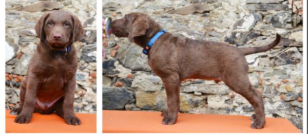 Agathon Chessie Sachmet | Chesapeake Bay Retriever 