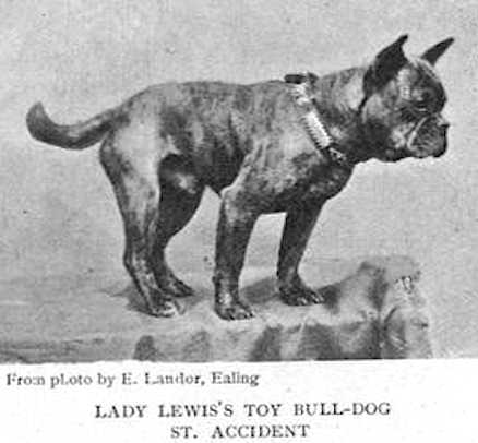 St. Accident (Lady Lewis's) | French Bulldog 