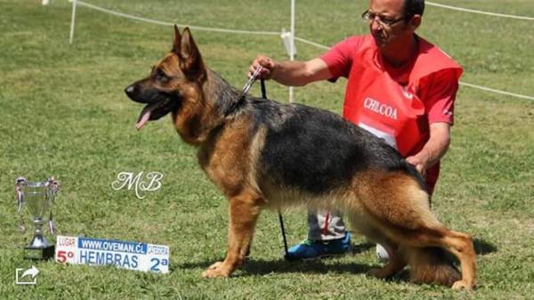 hambra del haras nacional | German Shepherd Dog 