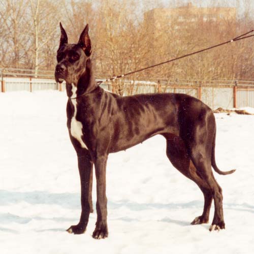 Ressi | Great Dane 