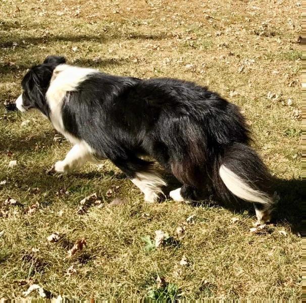 Sporting Fields Adam Of Whipple Farm | Border Collie 