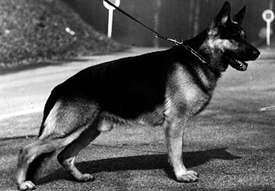 Dito von der Kurpfalzhalle | German Shepherd Dog 