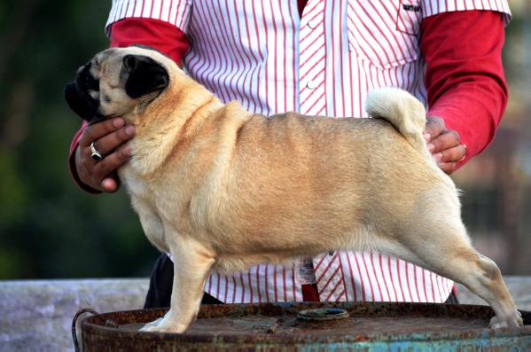 Naughty girl of real doglovers | Pug 