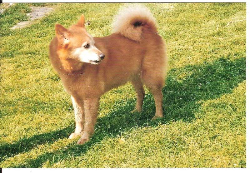 ROLLY LOF. 206/61 | Finnish Spitz 