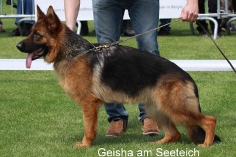Ursa am Seeteich | German Shepherd Dog 