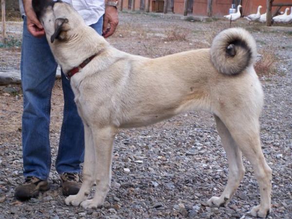 Sisko | Kangal 