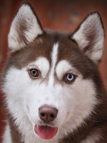 Dabiel Fairy Of Sun Star Polar Angel | Siberian Husky 