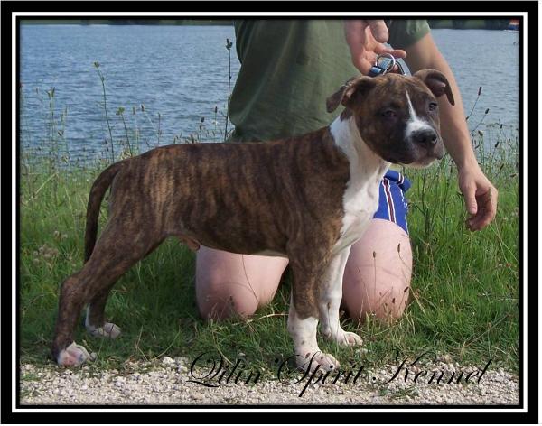Is a Boy de Qilin'Spirit | American Staffordshire Terrier 