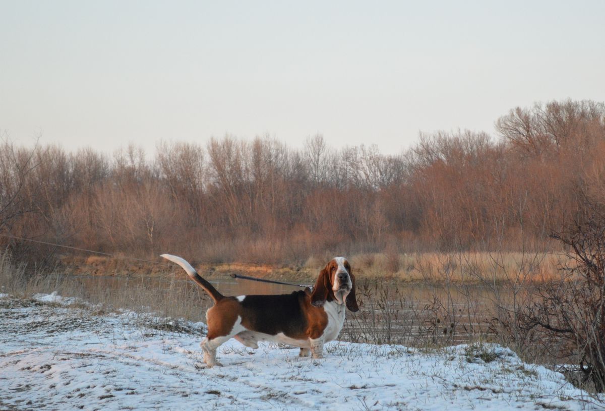 Tsetus Ferdinand Leeroy | Basset Hound 