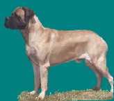 Odin of Dahlseide | Mastiff 