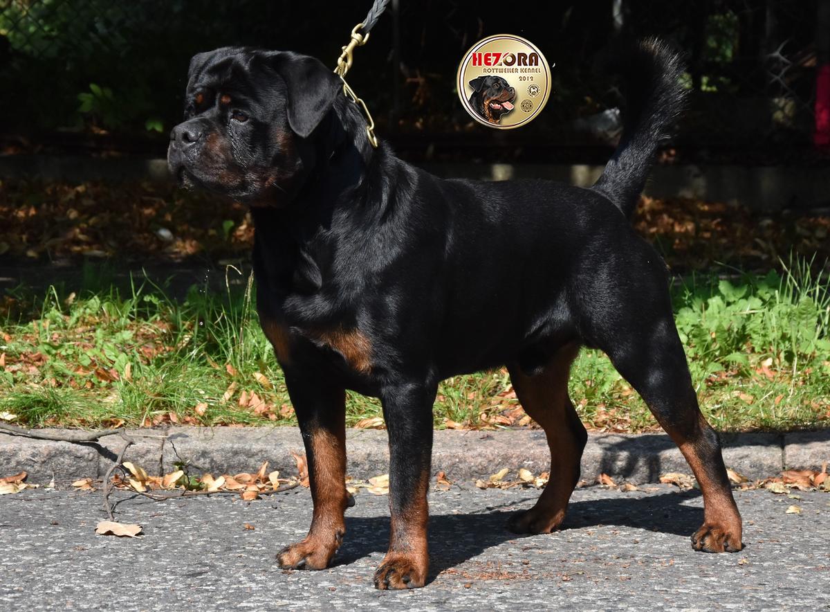 EGON Hezora | Rottweiler 