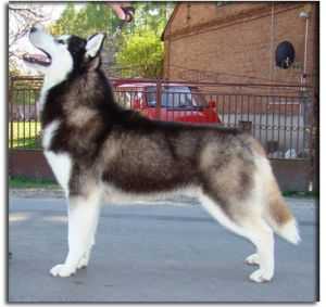 Tina's Black King Eskimoski Domek | Siberian Husky 