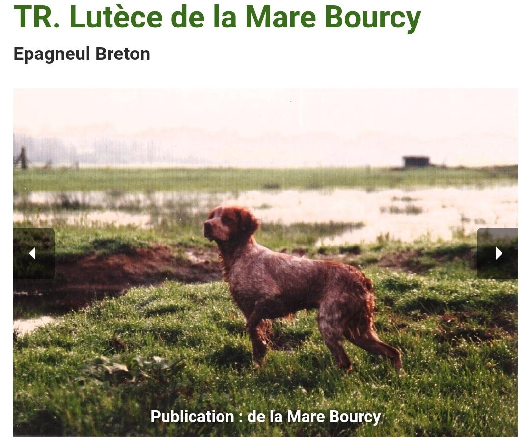 LUTECE de la Maree Bourcy | Brittany 