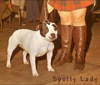 Spotty Lady | Staffordshire Bull Terrier 