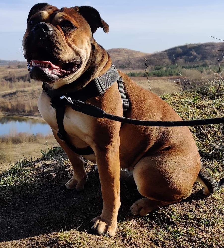 RakieBulls Beebob | Olde English Bulldogge 