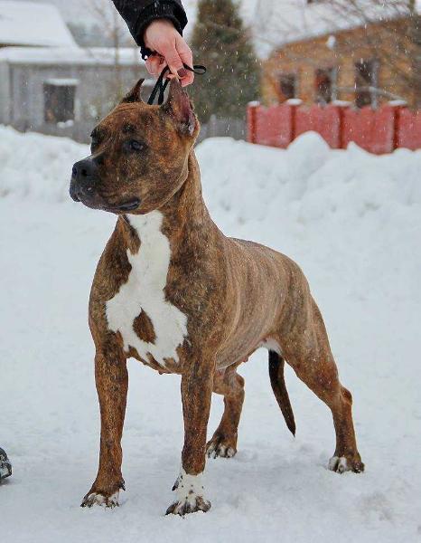 Star's Yunion Zvezdnaya Noch | American Staffordshire Terrier 