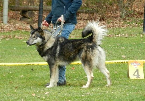 Living in Woods Amitola | Alaskan Malamute 