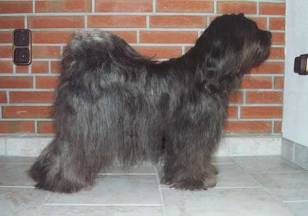 SCHANTI'S MA-NI LAMLEH | Tibetan Terrier 