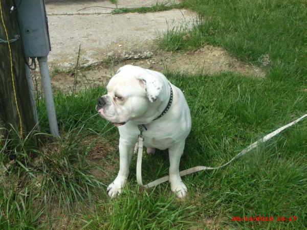 Black kane debo lawrence | Olde English Bulldogge 