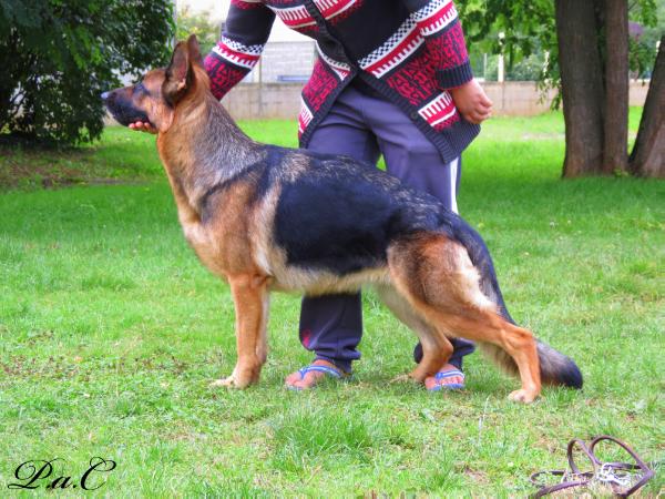 Bea de Mara | German Shepherd Dog 