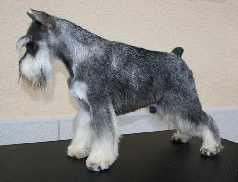 Chelines KRISTOBAL | Miniature Schnauzer 