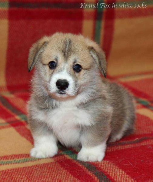 Arthur Fox in white socks (NB) | Pembroke Welsh Corgi 