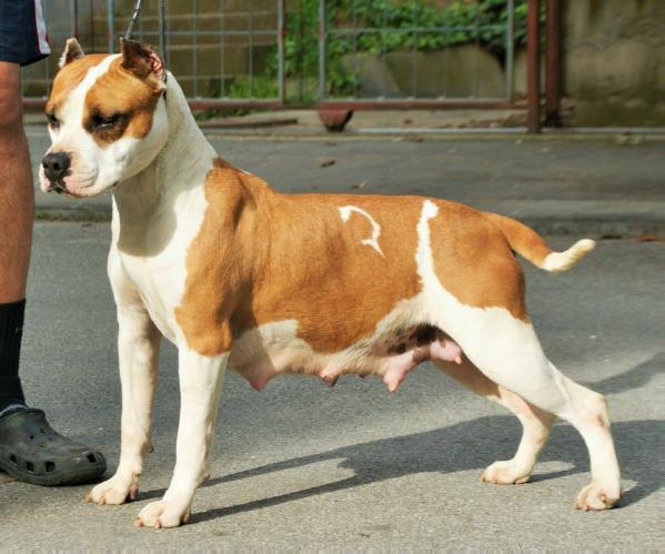 Shadow For Zara | American Staffordshire Terrier 