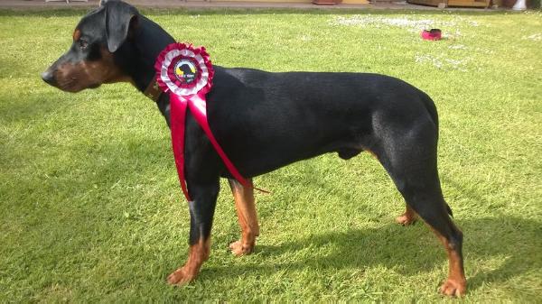 Bamm Noire Izzis | German Pinscher 