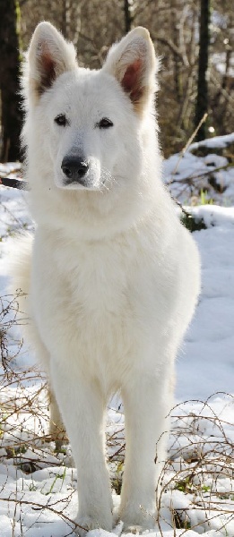 Thunder Samael of white energy | White Swiss Shepherd Dog 