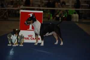 MOOLTI GREAT COCO CHANEL FASHION LEGEND | Miniature Bull Terrier 