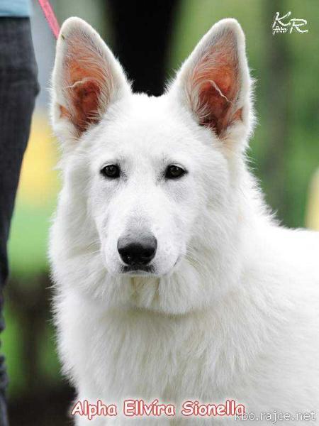 Alpha Ellvíra Sionella | White Swiss Shepherd Dog 
