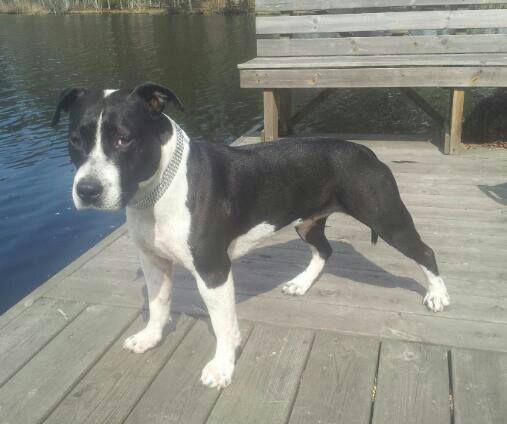 Cmk´s Born To Win Big | American Staffordshire Terrier 
