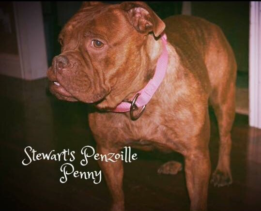 Stewart's Penzoille Penny | Olde English Bulldogge 