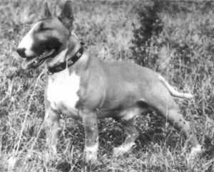 Krakenexis Kingcraft | Miniature Bull Terrier 