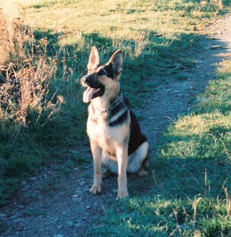 Gisa vom Wittgensteinerland | German Shepherd Dog 