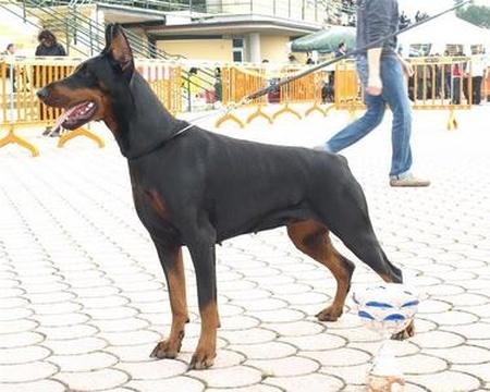 Fenimoore di Casa Fox | Black Doberman Pinscher