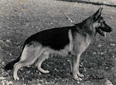 Vix vom Königsbruch | German Shepherd Dog 