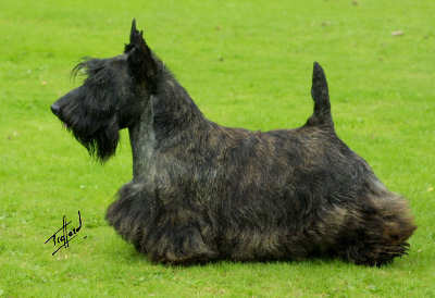 Lomondview True Grit | Scottish Terrier 