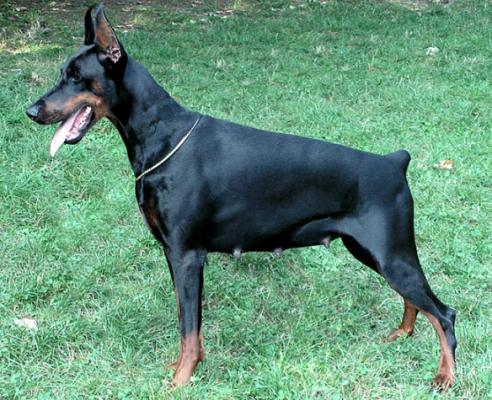 Unica di Casa Balestrieri | Black Doberman Pinscher